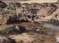 Rock Pooling
